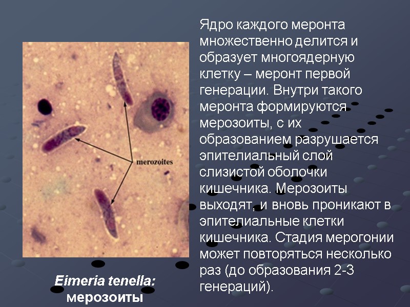 Eimeria tenella: мерозоиты Ядро каждого меронта множественно делится и образует многоядерную клетку – меронт